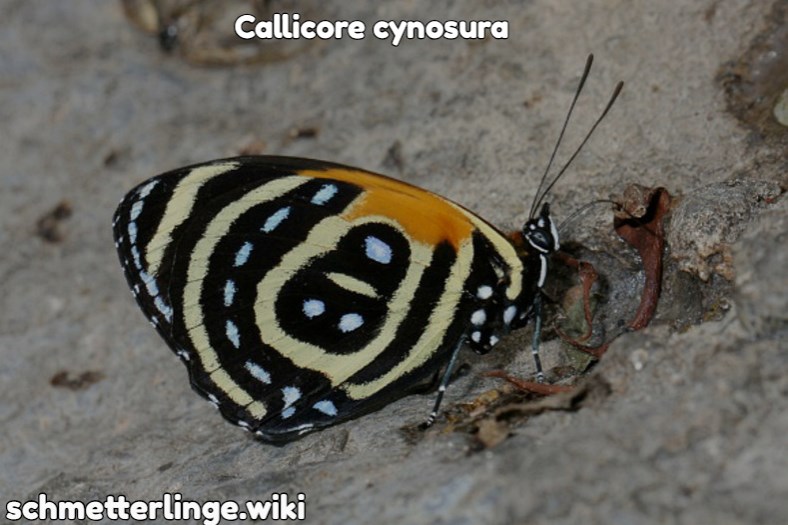 Callicore cynosura