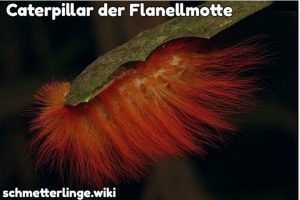 Caterpillar der Flanellmotte (Megalopygidae), Peru