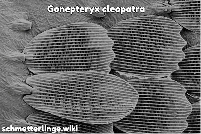 Gonepteryx cleopatra 