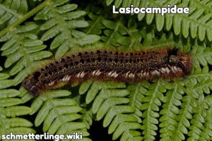 Lasiocampidae
