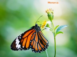 Monarchin